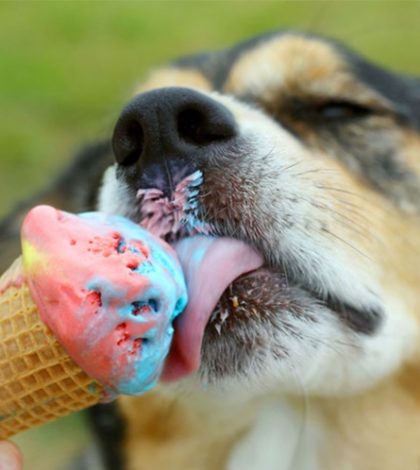 Llegó la primera heladería para perros en México