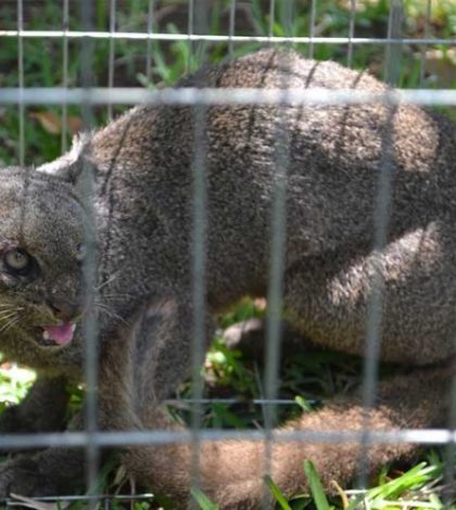 Regresan a puma jaguarundí a su hábitat, en Colima