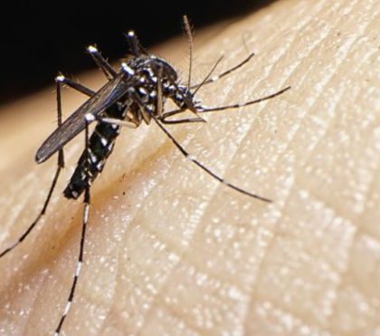 Llaman a extremar medidas para evitar  enfermedades por Zika, Chikungunya y Dengue