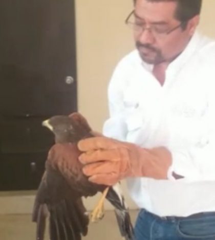 Rescata Profepa un halcón y una lechuza, en Tamaulipas y SLP