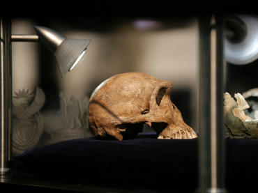 Homo naledi, nueva especie de homínidos que vivió hace 236 mil años