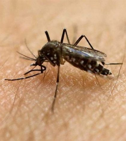 Científicos hallan anticuerpo contra el virus del zika