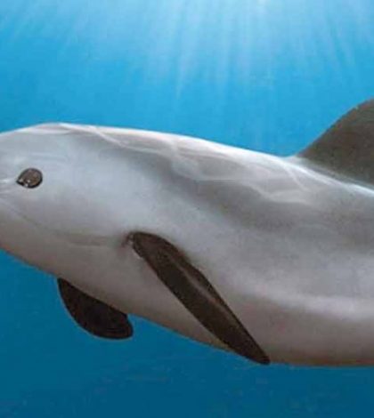 Piden 3 acciones para salvar a la vaquita marina; carta a Peña Nieto