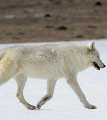 Ofrecen 5 md de recompensa por ‘cazador’ de loba blanca en Yellowstone