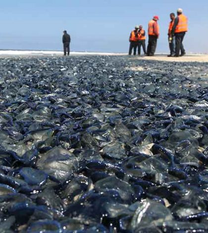 Medusas muertas cubren playas de Rosarito, BC