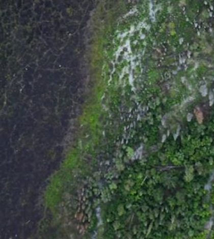 Google Earth revela 467 millones de hectáreas de bosque sin registrar