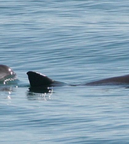 México creará santuario para salvar de la extinción a la vaquita marina