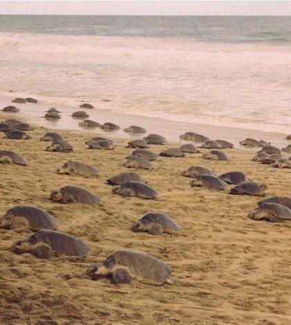 Más de 13 mil tortugas golfinas arriban a playa de Oaxaca