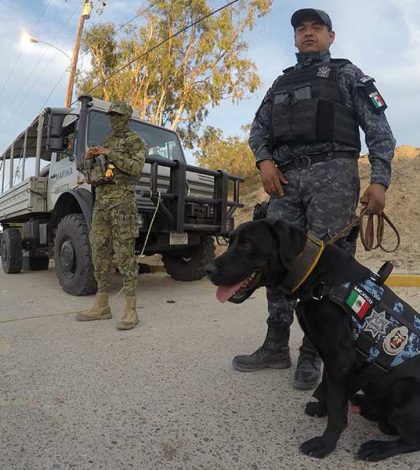 Con perros de gendarmería ambiental combaten tráfico de totoaba