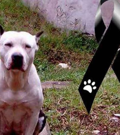 Perrita muere tras ser macheteada hasta desfigurarle el rostro