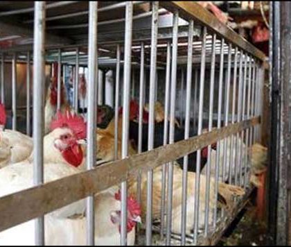 México reporta brote de virus de gripe aviaria H7N3 en granja en Jalisco: OIE