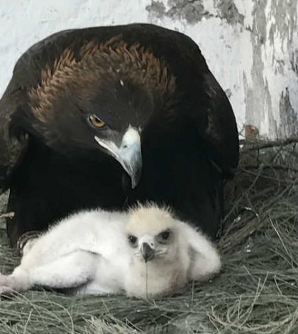 Esta es la primera águila real que nace por inseminación artificial en México