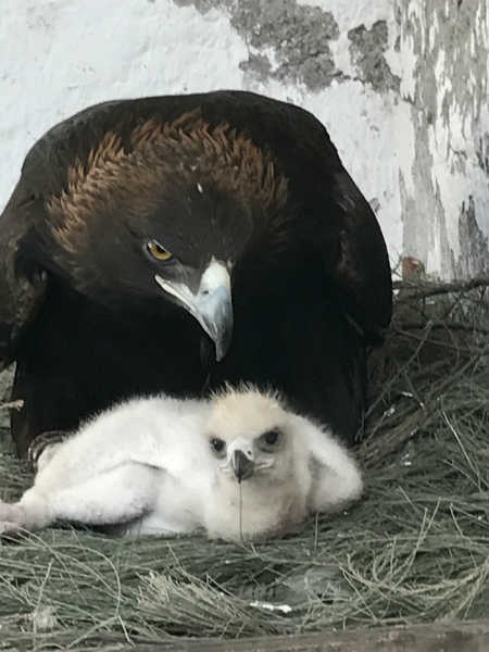 Esta es la primera águila real que nace por inseminación artificial en  México – El Heraldo de San Luis Potosi