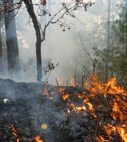 Van 77 incendios forestales en SLP durante el presente año