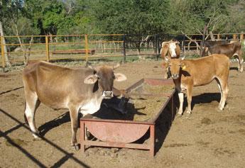 Piden apoyos emergentes para los ganaderos de la Huasteca y Zona Media