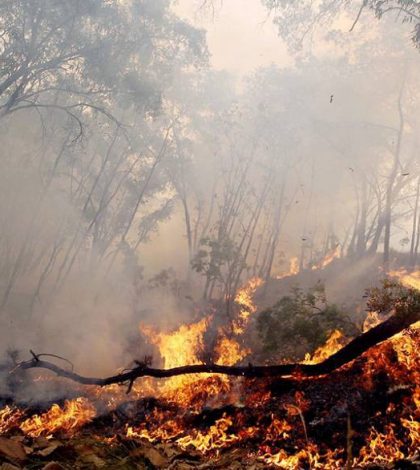 Alcaldes potosinos protegen a causantes de incendios forestales: Conafor