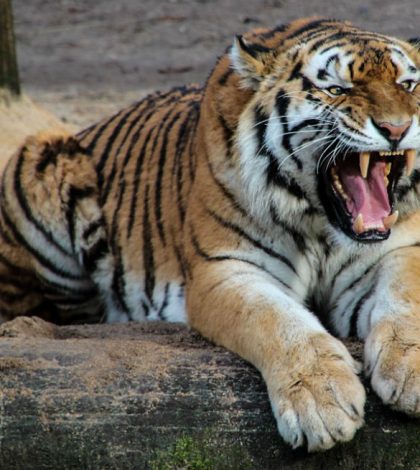 Tigre mata a su cuidadora en  un zoológico de Inglaterra