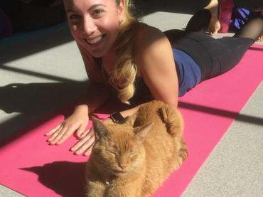 Yoga con gatitos, nueva moda para liberar estrés