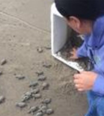 Rescatan a 480 crías de tortuga que se iban a utilizar en festejo