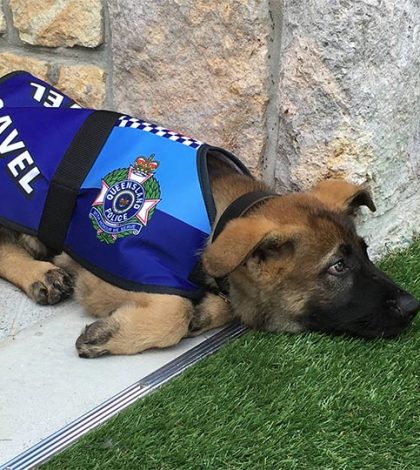 Gavel, el perro que no pudo ser policía por ser demasiado ‘tierno’
