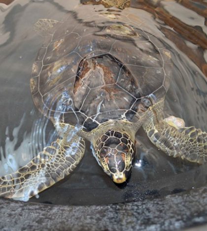 Profepa libera 78 ejemplares de tortuga marina en Veracruz
