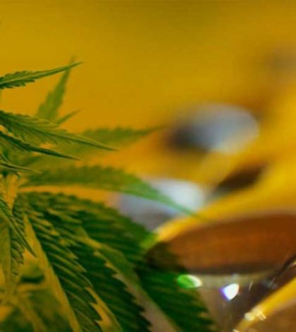 Opera en NL la primera oficina de importadora de cannabis medicinal