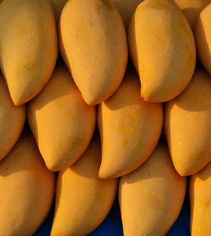 Mango sinaloense listo para conquistar Italia, Suiza y Holanda