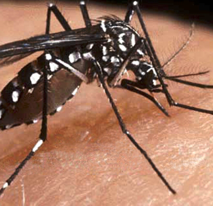 SLP en alerta ante presencia del dengue tipo 3 que se registra en Veracruz
