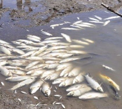 Investigan mortandad de peces en márgenes del Río Gallinas