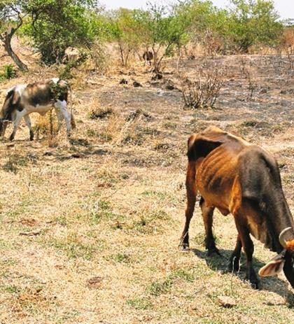 Federación no han brindado apoyo a ganaderos afectados por sequía 