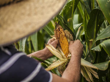 Jalisco, principal productor de maíz de temporal en México