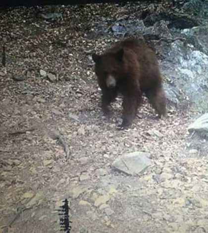 Debido a incendio en Sonora,  osos se refugian en rancho