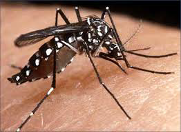 Disminuyen los casos de dengue en el Estado
