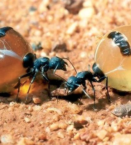 Las abejas no son los únicos insectos que trabajan con miel