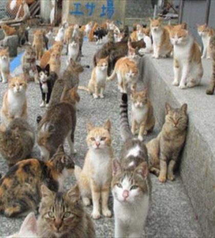 Salvan 500 gatos que iban a ser usados como menú en China