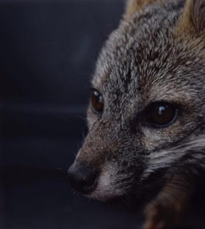 Reintegran a zorro gris a su hábitat en Hidalgo