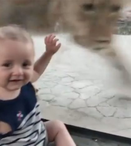 Bebé triunfa con su reacción ante ‘ataque’ de león en el zoológico