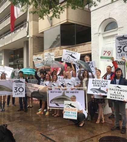 Piden activistas de EU a Peña Nieto salvar a la vaquita marina