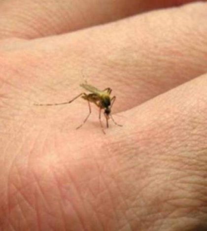 Pide diputada extremar precauciones para evitar la propagación del dengue