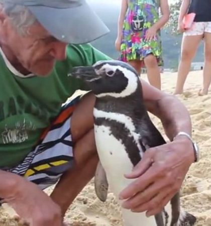 Un pingüino recorre 8000 km cada año para ver al hombre que le salvó la vida