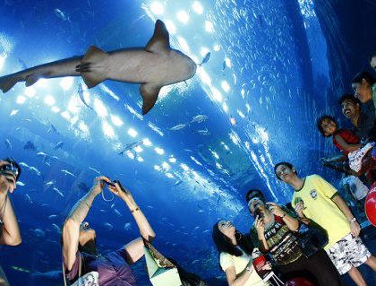 La próxima semana abre en León uno de los acuarios más grandes de México