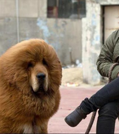 Venden un perro en China  por 2 millones de dólares