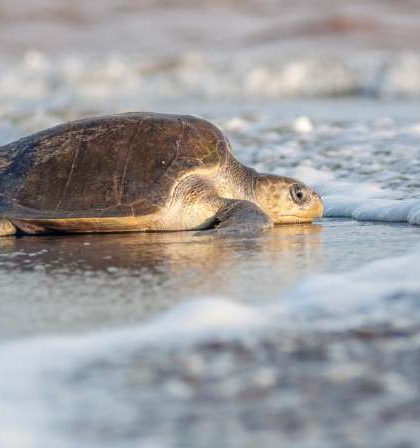 Llegan las tortugas marinas a Puerto Vallarta