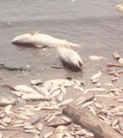 Zona muerta del Golfo de México impone nuevo y ‘terrorífico’ récord
