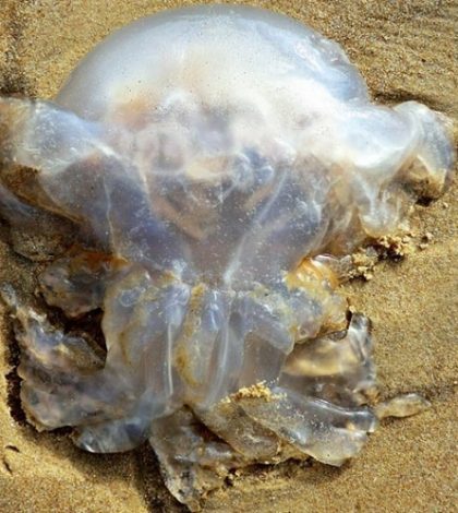 ¡Cuidado si vas a la playa! Aumentan ataques de medusas