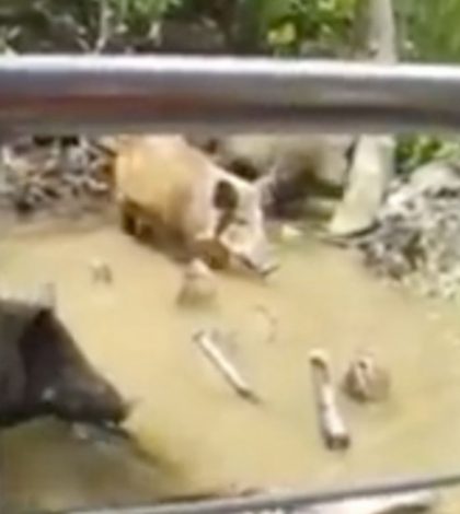 Turistas atraen a un cerdo para que lo devore un cocodrilo