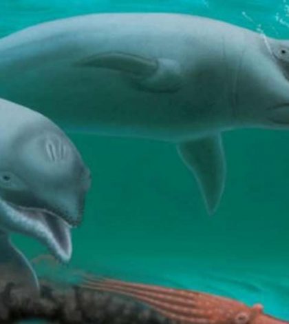 Descubren fósil de delfín enano de hace 30 millones de años
