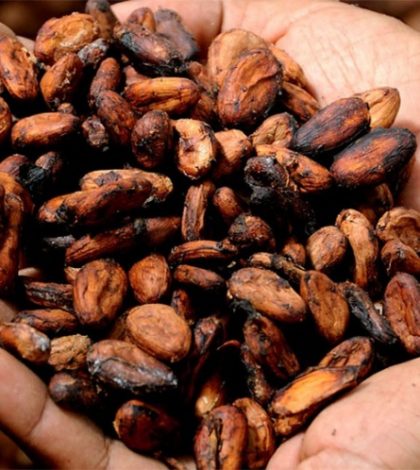 Cacao, eficaz contra enfermedades cardiovasculares: IPN