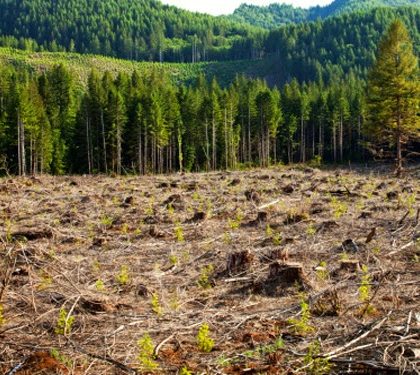 Desarrolladores manipulan para obtener permisos de desforestación: UASLP