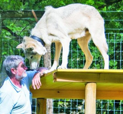 Empresarios toman curso con lobos para “despertar al animal que llevan dentro”